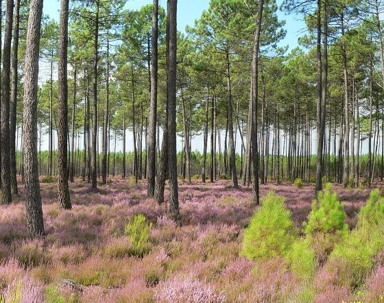 landes-Gasgogne-parc-naturel