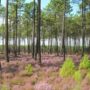 landes-Gasgogne-parc-naturel