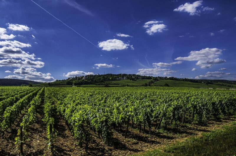 vin-blanc-rouge