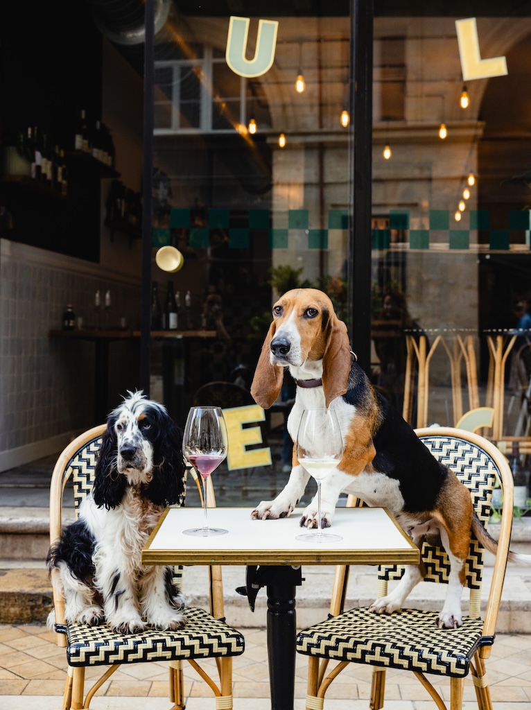 restaurant-bordeaux-bonne-adresse-culSec-chien